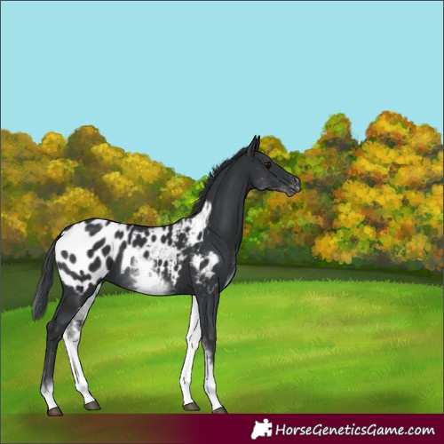 Horse Color:White Spotted Black Appaloosa 