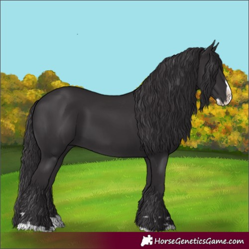Horse Color:Smoky Black Splash 