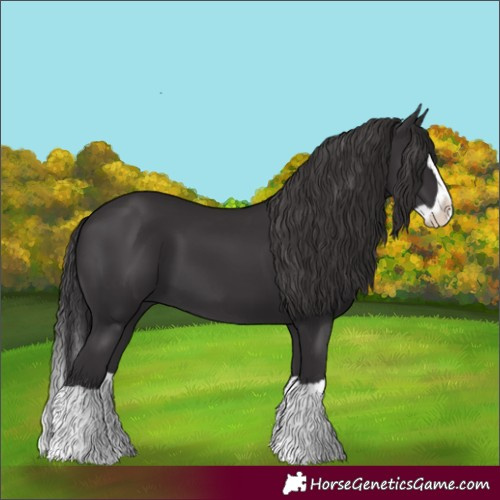 Horse Color:Smoky Black Splash 