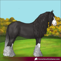 Horse Color:Smoky Black Splash 