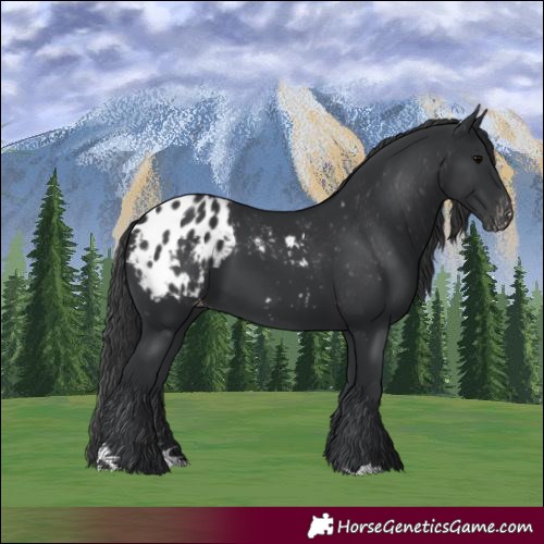 Horse Color:Black Appaloosa 
