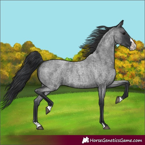 Horse Color:Unknown 