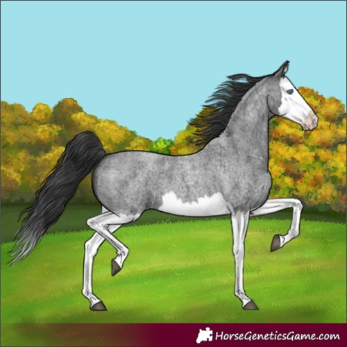 Horse Color:Blue Roan Splash