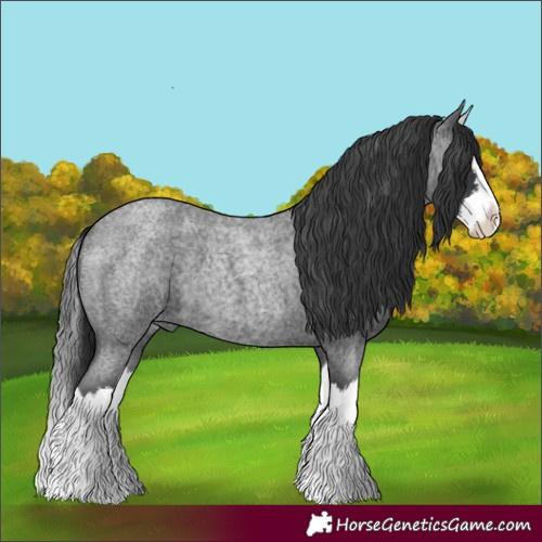 Horse Color:Blue Roan Splash
