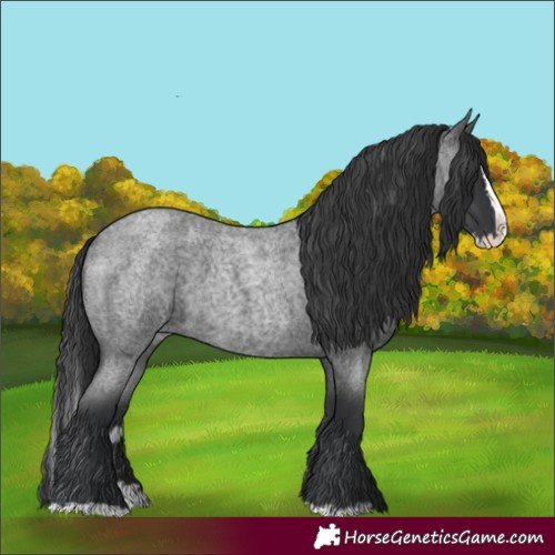 Horse Color:Blue Roan Splash 