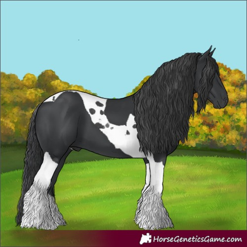Horse Color:Black Tobiano