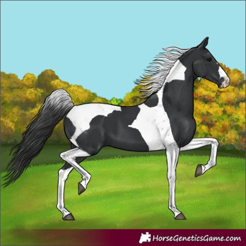 Horse Color:Black Tobiano 