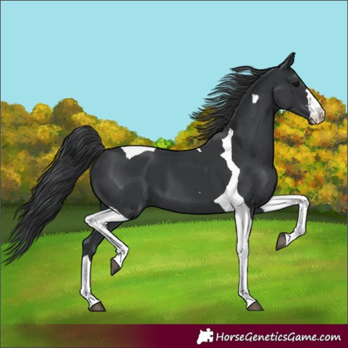 Horse Color:Black Tobiano