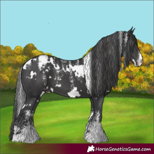 Horse Color:Powder White White Spotted Black Appaloosa 