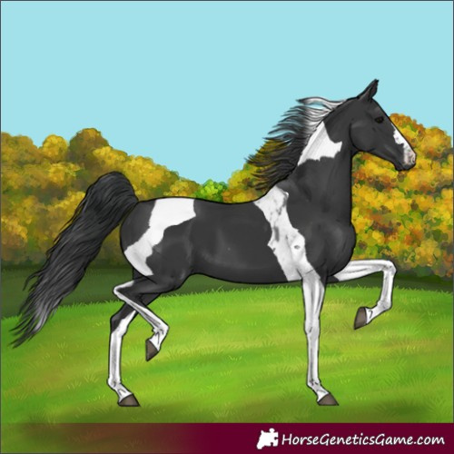 Horse Color:Black Tobiano 