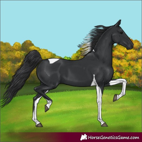 Horse Color:Unknown 
