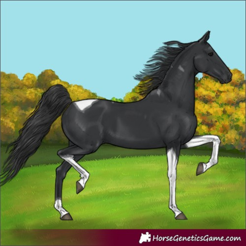 Horse Color:Black Tobiano 
