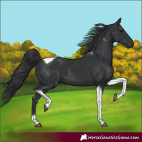 Horse Color:Black Tobiano 