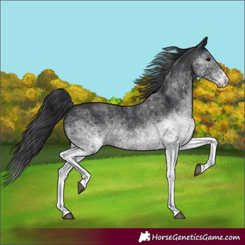Horse Color:White Spotted Black 