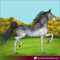 Horse Color:White Spotted Black 