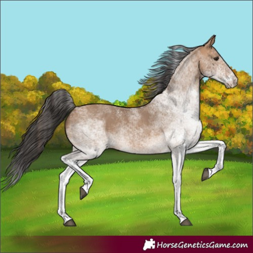 Horse Color:White Spotted Bay Dun Rabicano 