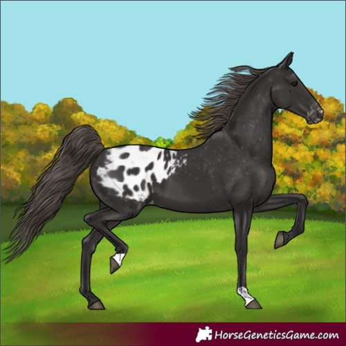 Horse Color:Smoky Black Appaloosa 