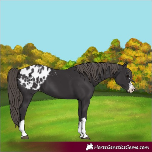 Horse Color:Smoky Black Blanket