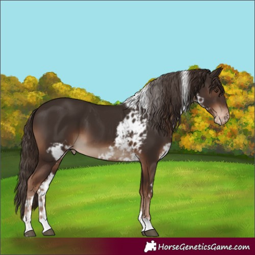 Horse Color:Liver Chestnut Tobiano Skewed Appaloosa Rabicano 
