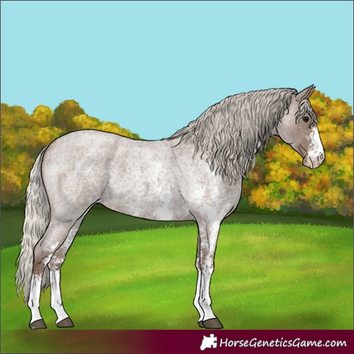 Horse Color:Silver Blue Roan Sabino 