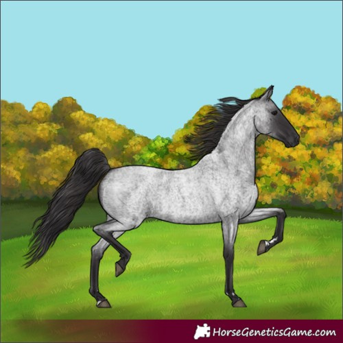 Horse Color:Smoky Blue Roan 