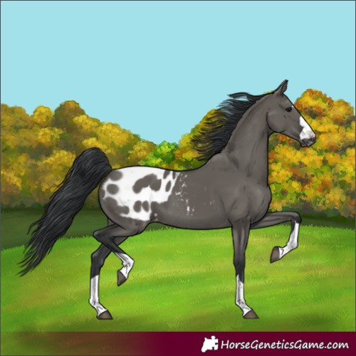 Horse Color:Grullo Blanket 