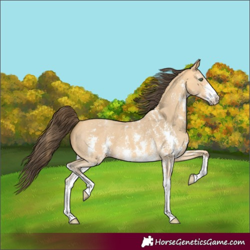 Horse Color:Amber Cream Champagne Sabino