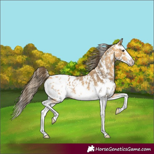 Horse Color:Buckskin Sabino Splash Blanket 