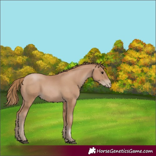 Horse Color:Black Pearl 