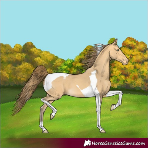 Horse Color:Amber Cream Champagne Tobiano Snowcap 