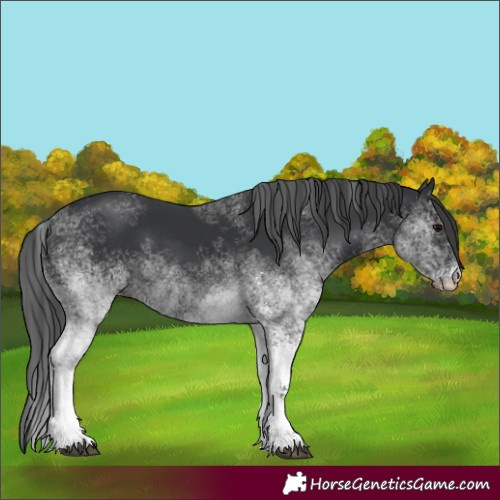 Horse Color:White Spotted Black 