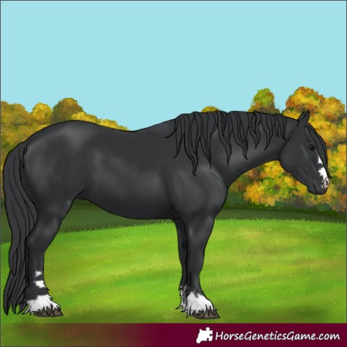 Horse Color:Black 