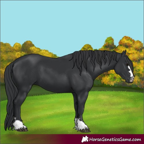 Horse Color:Black 