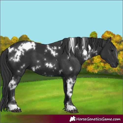 Horse Color:White Spotted Black 