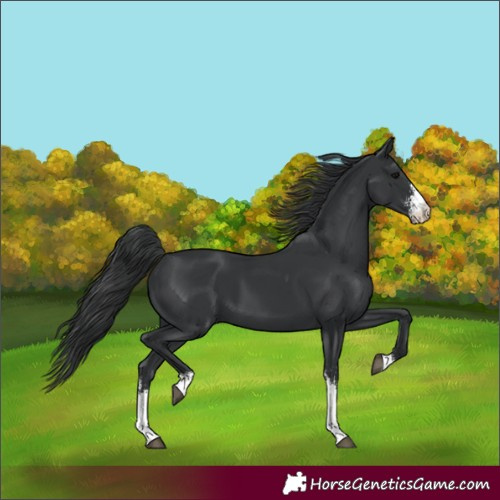 Horse Color:Black Sabino 