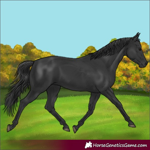 Horse Color:Black 