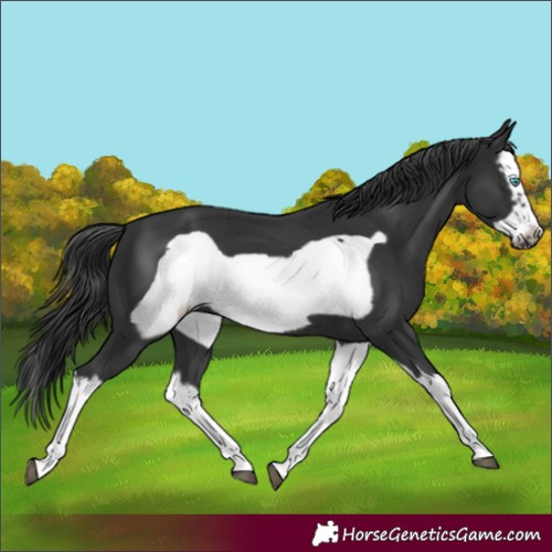 Horse Color:Black Splash Frame