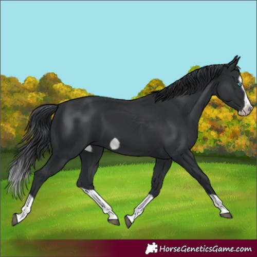Horse Color:Black Splash Frame 