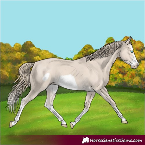 Horse Color:Smoky Creme Splash Frame 