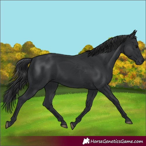 Horse Color:Black 