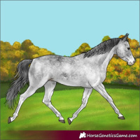Horse Color:White Spotted Black