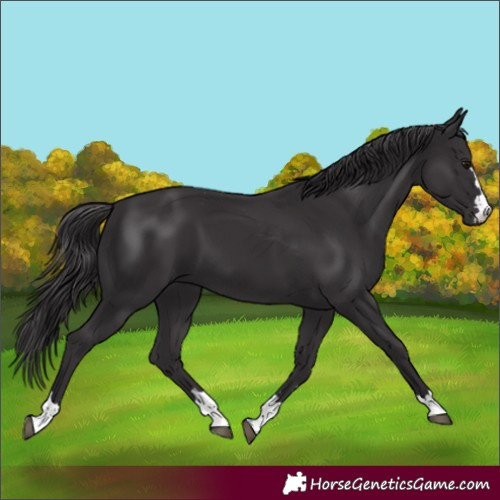 Horse Color:Smoky Black 