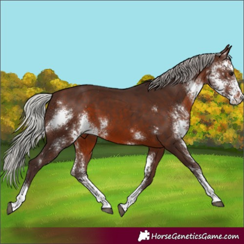 Horse Color:Silver Brown Sabino 