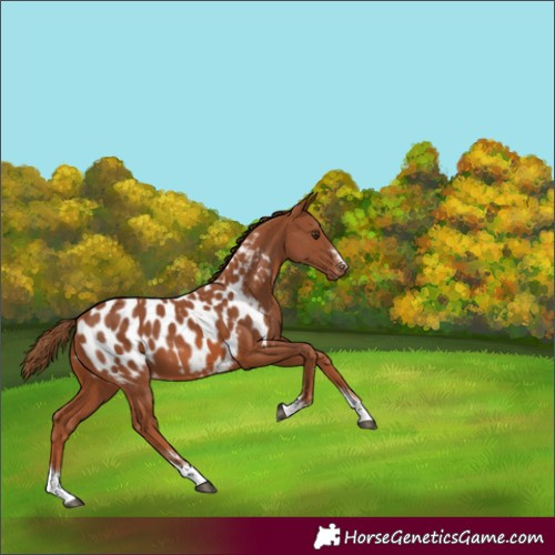 Horse Color:Chestnut Appaloosa