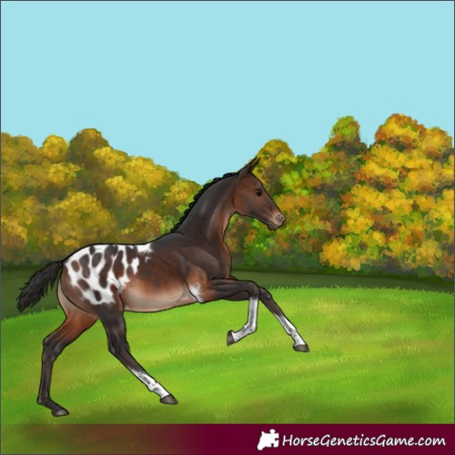 Horse Color:Brown Tobiano Appaloosa 