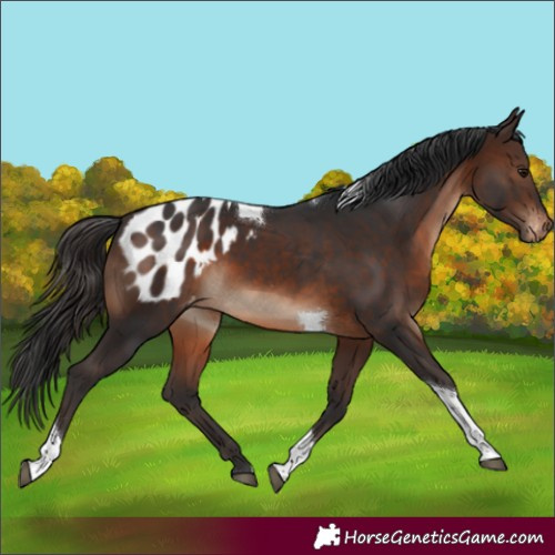Horse Color:Brown Tobiano Appaloosa 