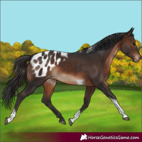 Horse Color:Brown Tobiano Appaloosa 
