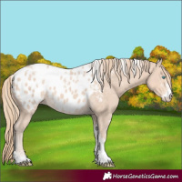 Horse Color:Powder White Perlino Appaloosa