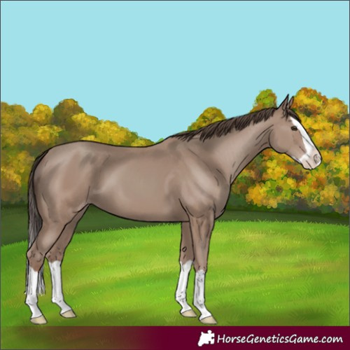 Horse Color:Classic Champagne Splash