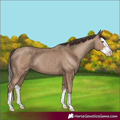 Horse Color:Classic Champagne Splash 